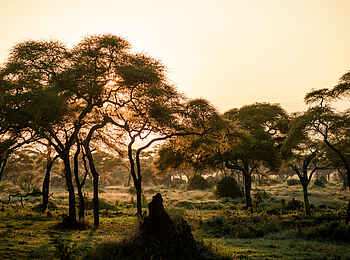 Sanctuary Swala: Stimmung