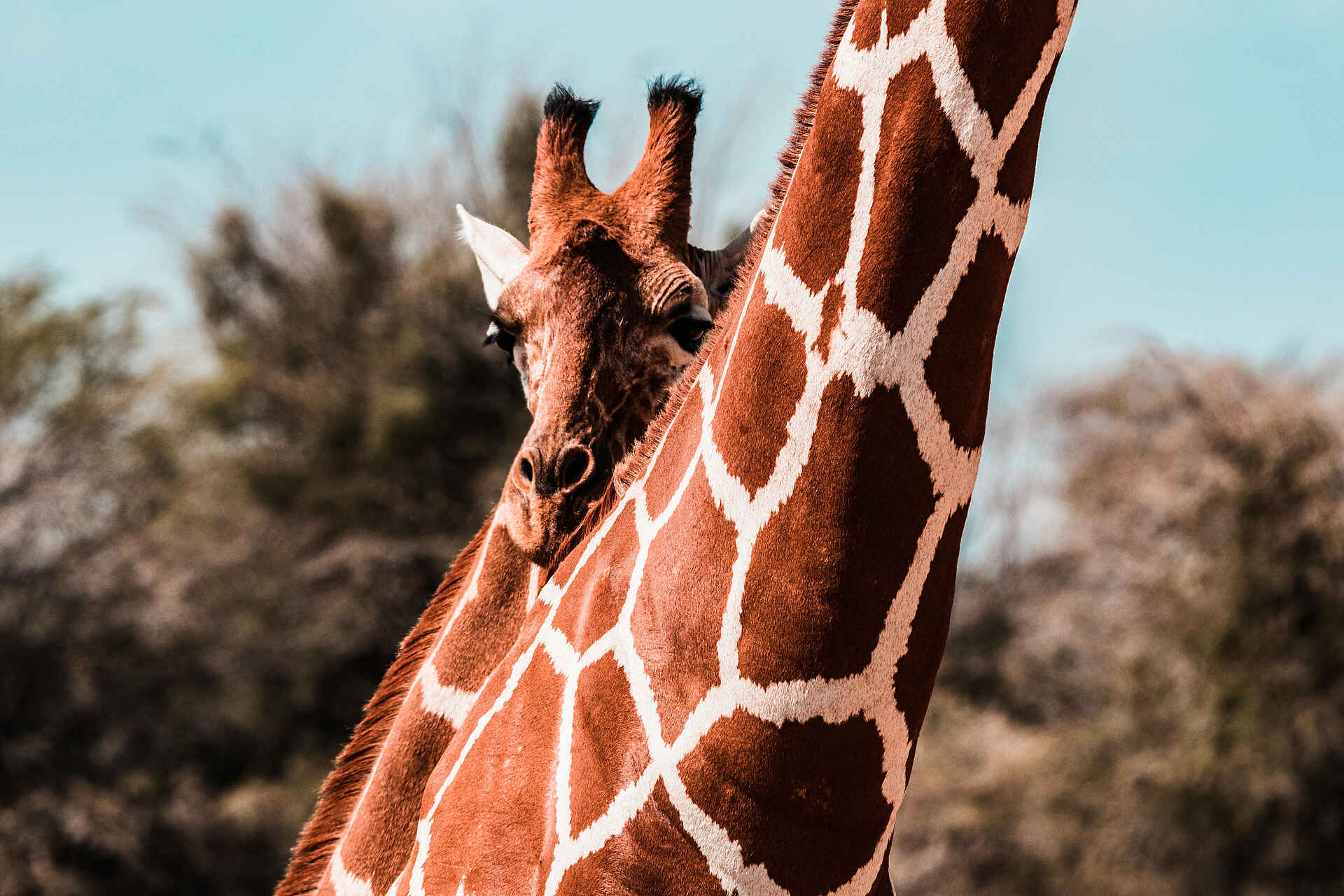 Sasaab Camp: Giraffen