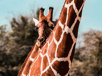 Sasaab Camp: Giraffen Sasaab Camp: Giraffen