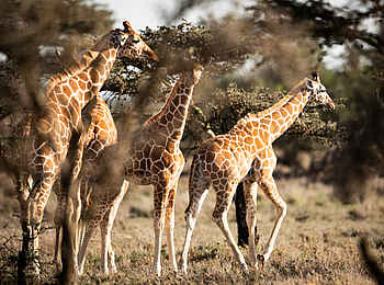 Segera Retreat: Eine Herde von Giraffen