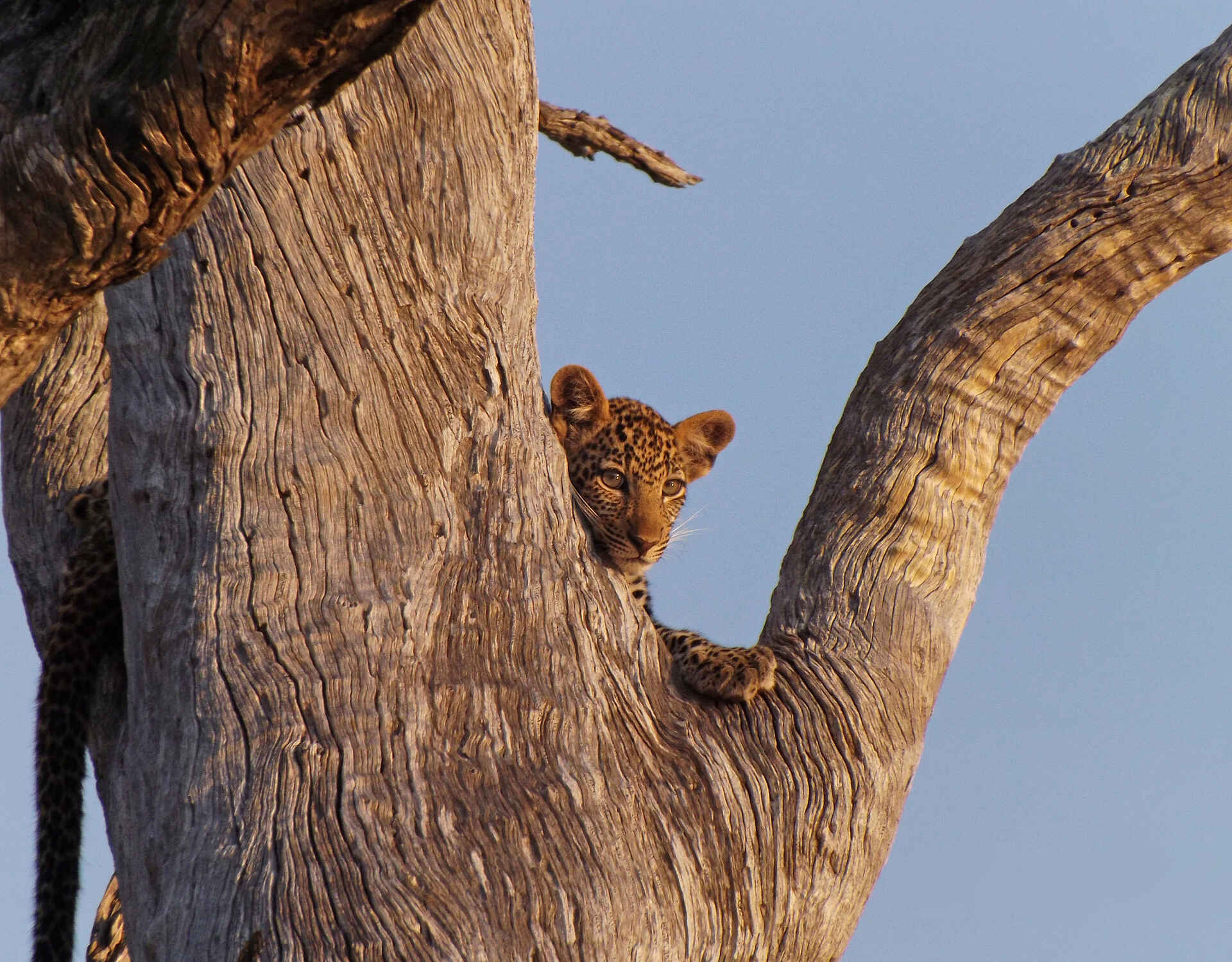 adventure camps, safari, selous impala camp, selous wildreservat, leopard, afrikarma, afrikarma safaris, afrikarma safaris - wildnis. hautnah., afrikarma.de