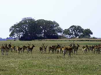 Shumba Camp: Antilopen vor dem Camp Shumba Camp: Antilopen vor dem Camp