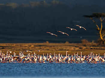 Sleeping Warrior Lodge: Flamingokolonie Sleeping Warrior Lodge: Flamingokolonie