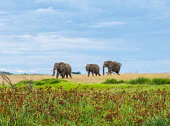 Soroi Amboseli Camp: Elefanten im grünen Gras