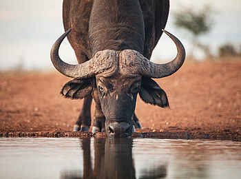 Soroi Cheetah Tented Camp: Büffel am trinken