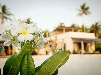 Zanzibar White Sand Luxury Villas: Blumen Zanzibar White Sand Luxury Villas: Blumen