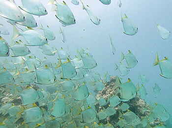 Bahia Mar Boutique Hotel: Fischschwarm Bahia Mar Boutique Hotel: Fischschwarm