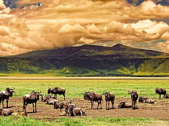 Craters Edge Lodge: Gnus