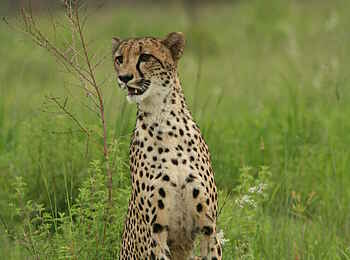 Makweti Safari Lodge: Ein graziler Gepard