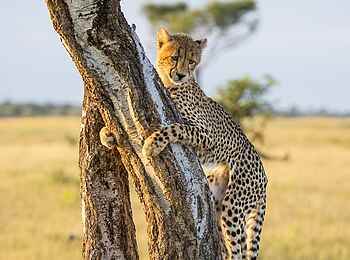 Mashatu Game Reserve: Kletterender Gepard