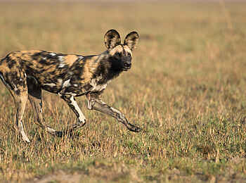 Ntemwa Busanga Bushcamp: Wildhund bei der Jagd