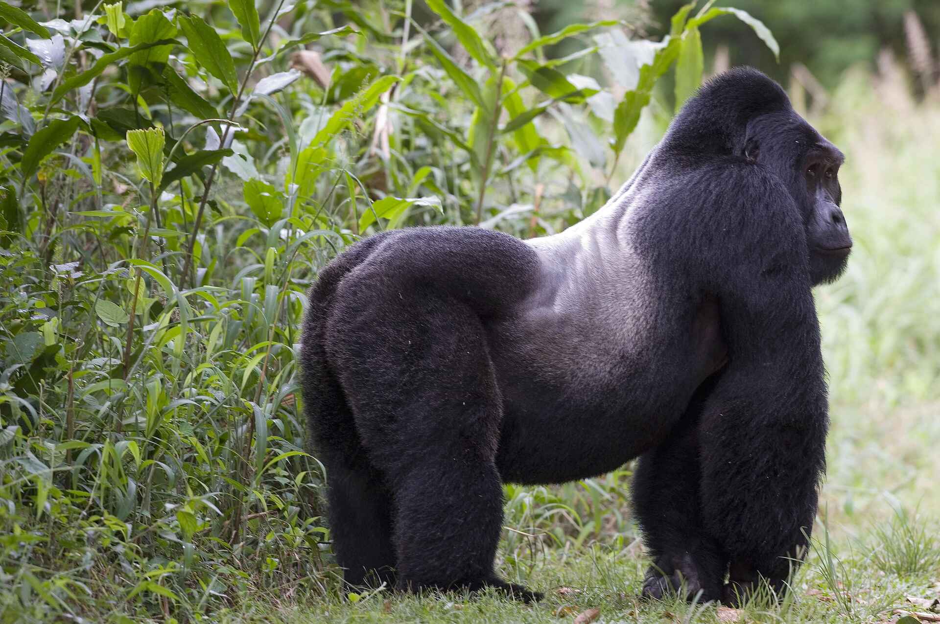 Sanctuary Gorilla Forest Camp: Ein Silverback