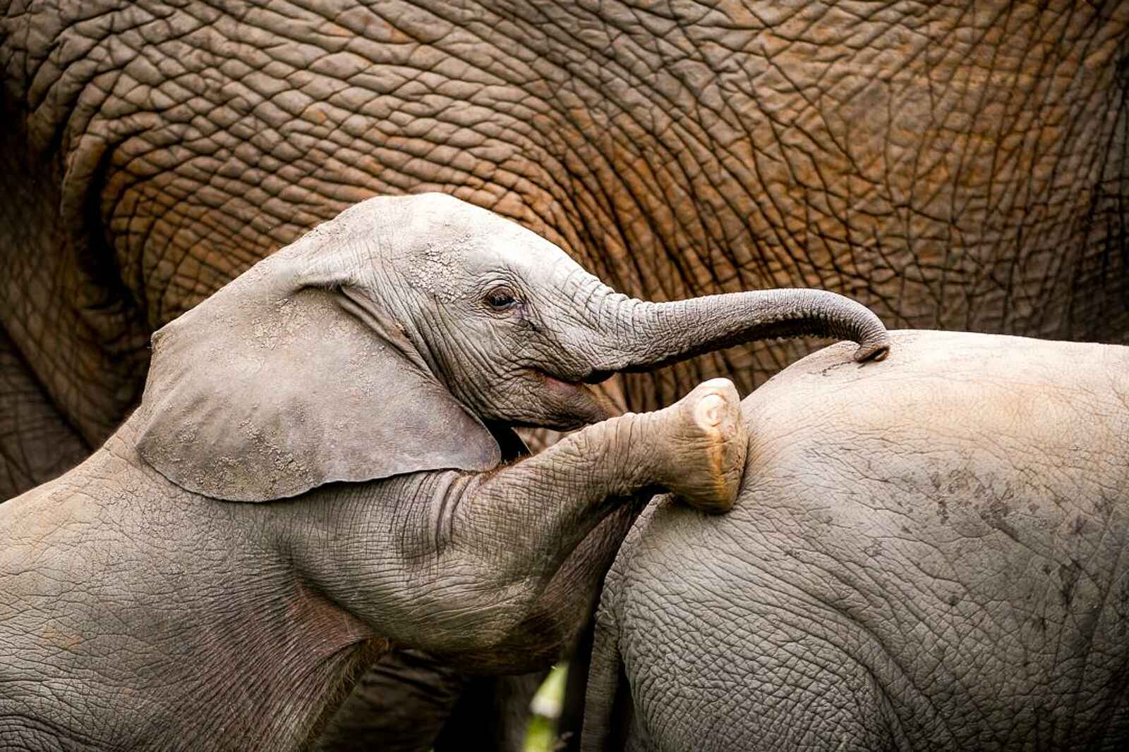 Singita Ebony Lodge: Elephantenbaby Singita Ebony Lodge: Elephantenbaby