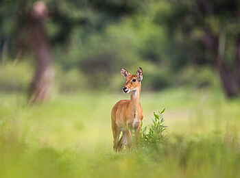 Time + Tide Nsolo: Obacht!