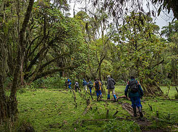 Bisate Lodge: Walking Safari