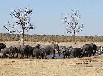 Camelthorn Lodge: Elefantenherde an der Secheche Pan Camelthorn Lodge: Elefantenherde an der Secheche Pan