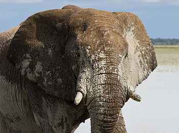 Etosha: Elefantenbad
