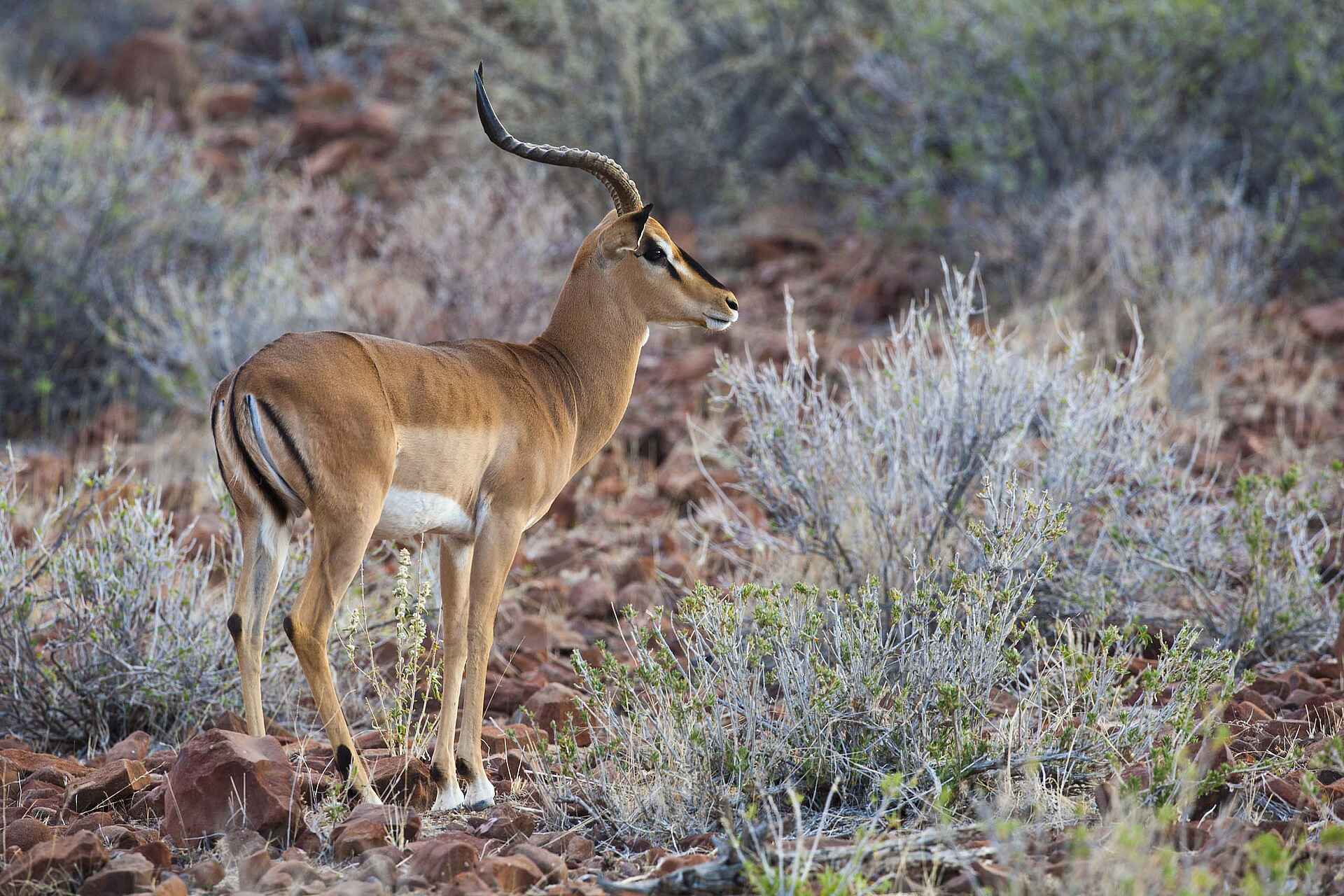 Grootberg Lodge: Impala Game, Grootberg Lodge, Landschaft, Tiere, Wild, Wildbeobachtung, Impala, afrikarma, afrikarma Safaris, afrikarma.de
