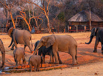 Ivory Lodge: Elefanten Ivory Lodge: Elefanten