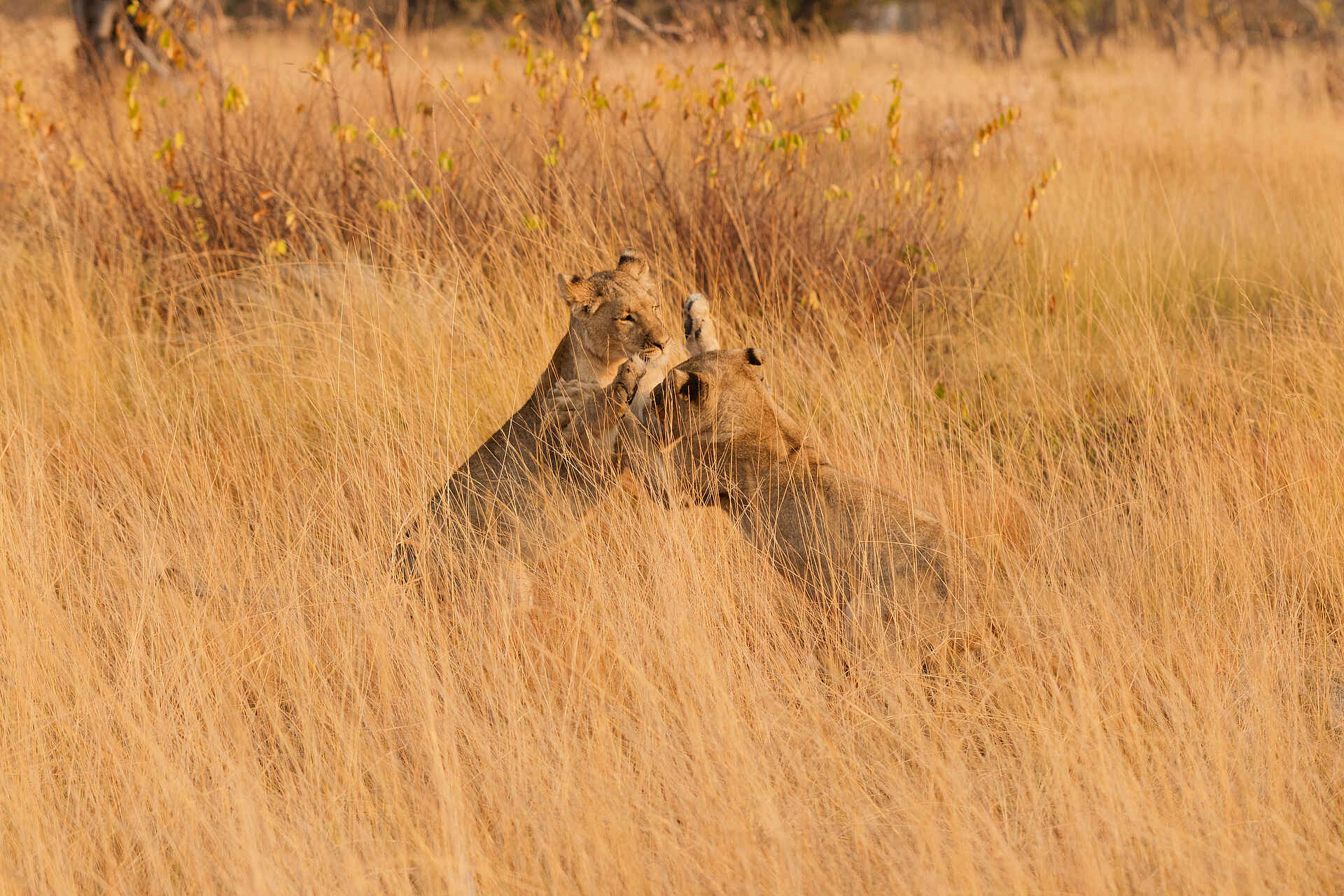 King Lewanika Lodge: Spielende Löwen