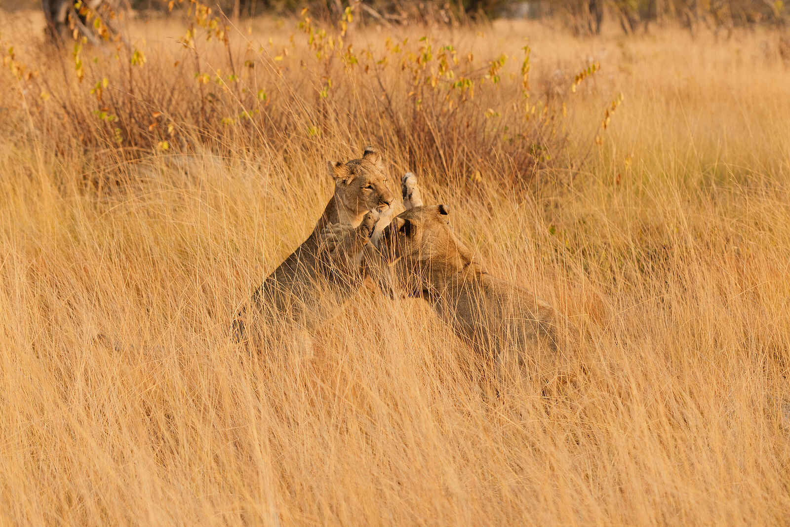 King Lewanika Lodge: Spielende Löwen King Lewanika Lodge: Spielende Löwen