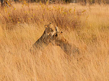 King Lewanika Lodge: Spielende Löwen King Lewanika Lodge: Spielende Löwen