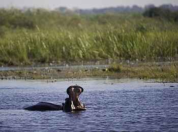 Kings Pool Camp: Nilpferd