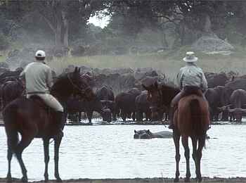 Kujwana Camp: Büffelherde und Flusspferde