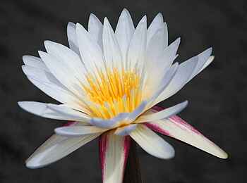 Lianshulu Lodge: Day Lily Lianshulu Lodge: Day Lily