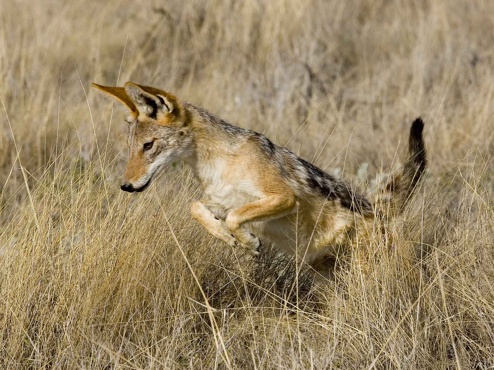 Little Ongava: Schakal im hohen Gras Little Ongava: Schakal im hohen Gras