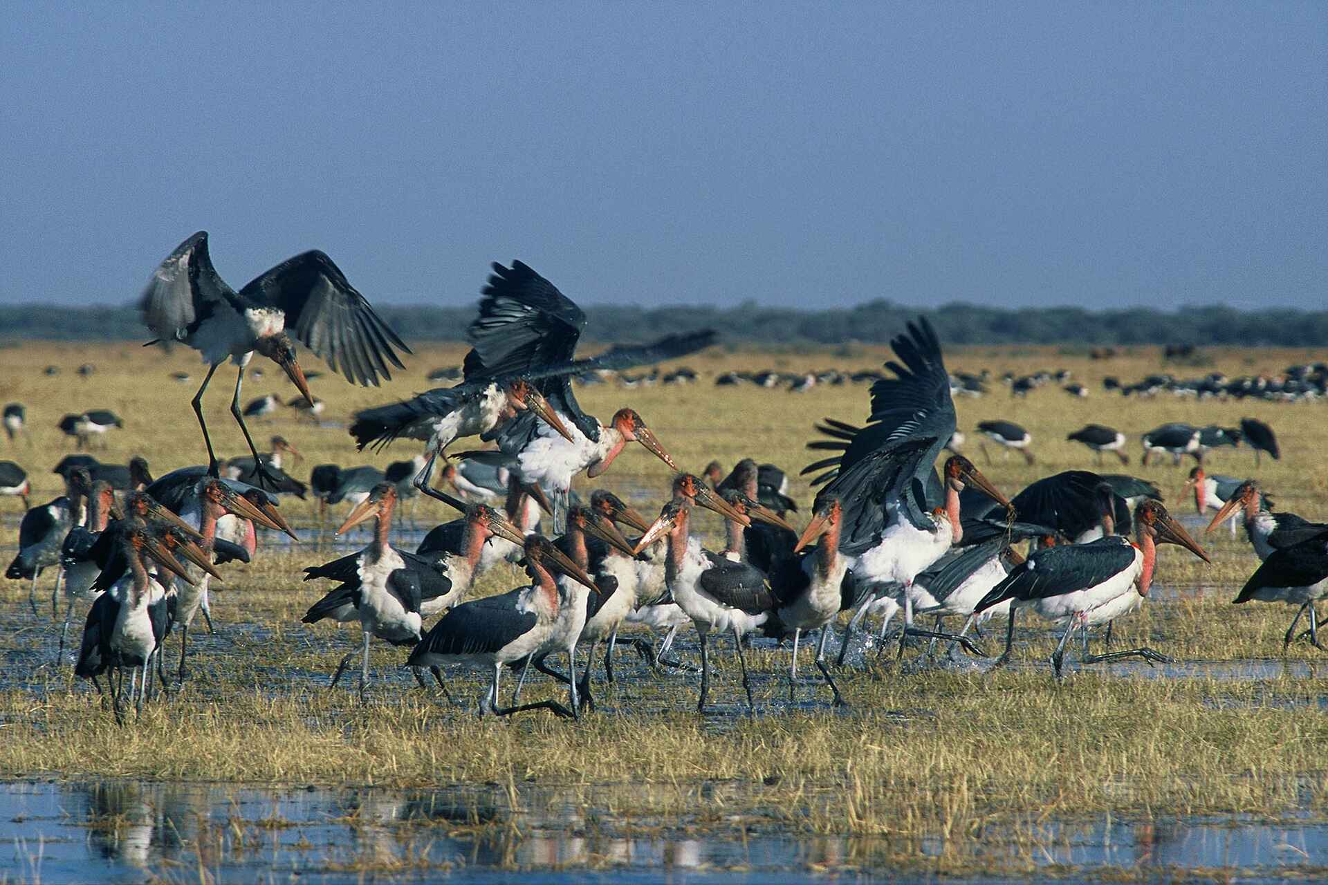 Machaba Camp: Marabus