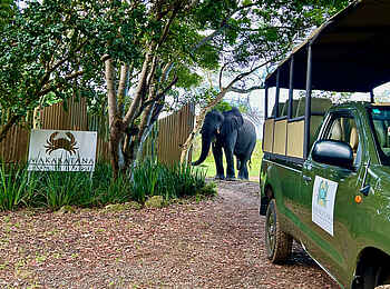 Makakatana Bay Lodge: Ein Elefant vor dem Eingang Makakatana Bay Lodge: Ein Elefant vor dem Eingang