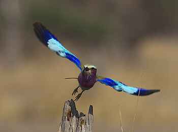 Mukambi Safari Lodge: Vogel beim Abflug Mukambi Safari Lodge: Vogel beim Abflug