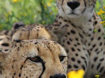 Naankuse Lodge: Geparden aus nächster Nähe Naankuse Lodge: Geparden aus nächster Nähe