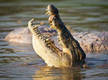 Norman Carr Safaris: Krokodilsrachen