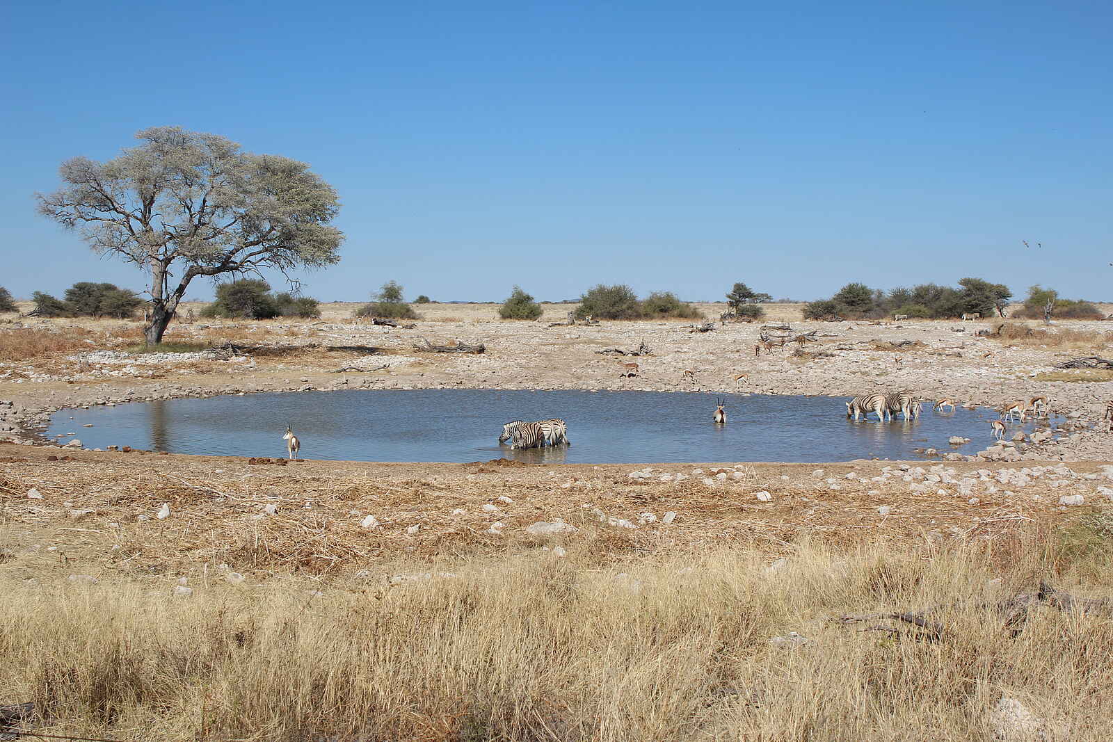 Okaukuejo: Wasserloch Okaukuejo: Wasserloch