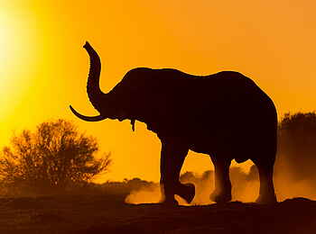 Qorokwe Camp: Elefant im Abendlicht Qorokwe Camp: Elefant im Abendlicht