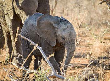 The Royal Madikwe: Baby Elefant