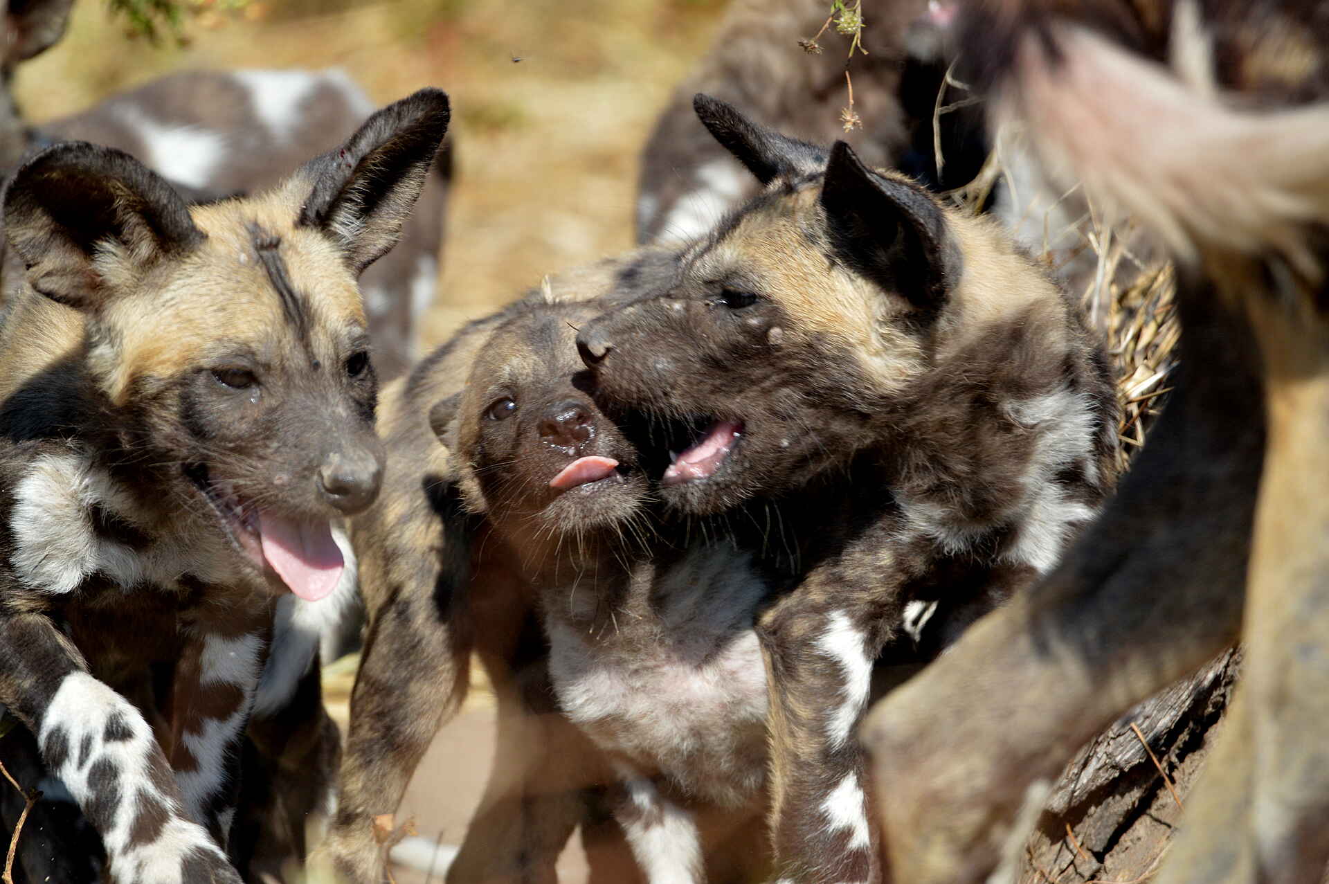 Sable Alley Camp: Wildhunde