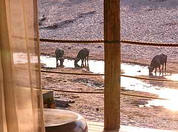 Savute Safari Lodge: Blick aus der Gästeunterkunft Savute Safari Lodge: Blick aus der Gästeunterkunft
