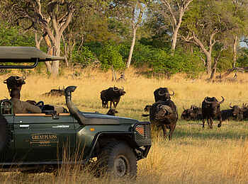 Selinda Explorers Camp: Büffel