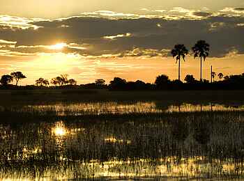 Tubu Tree: Palmen im Sonnenuntergang Tubu Tree: Palmen im Sonnenuntergang