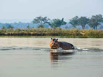 Zanji Suite at Tembo Plains Camp: Ein Nilpferd im Wasser Zanji Suite at Tembo Plains Camp: Ein Nilpferd im Wasser