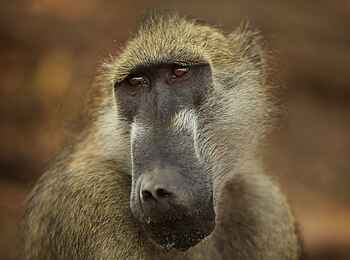 Kavinga Safari Camp: Paviangesicht Kavinga Safari Camp: Paviangesicht