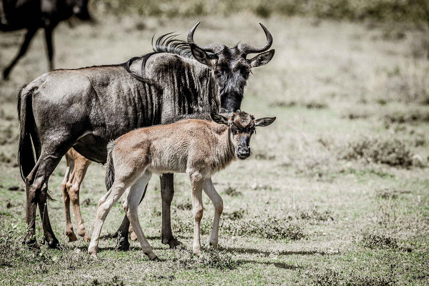 Legendary Mila Tented Camp: Gnukuh mit Kalb