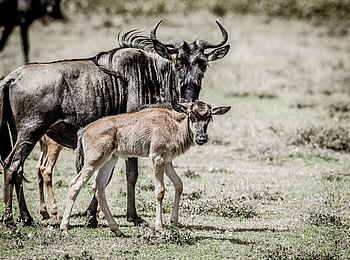 Legendary Mila Tented Camp: Gnukuh mit Kalb