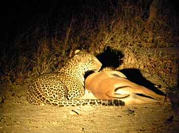 North Luangwa River Lodge and Camp: Leopard mit Beute North Luangwa River Lodge and Camp: Leopard mit Beute