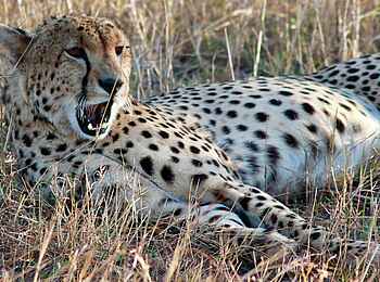 Olare Mara Kempinski: Ruhende Gepardin