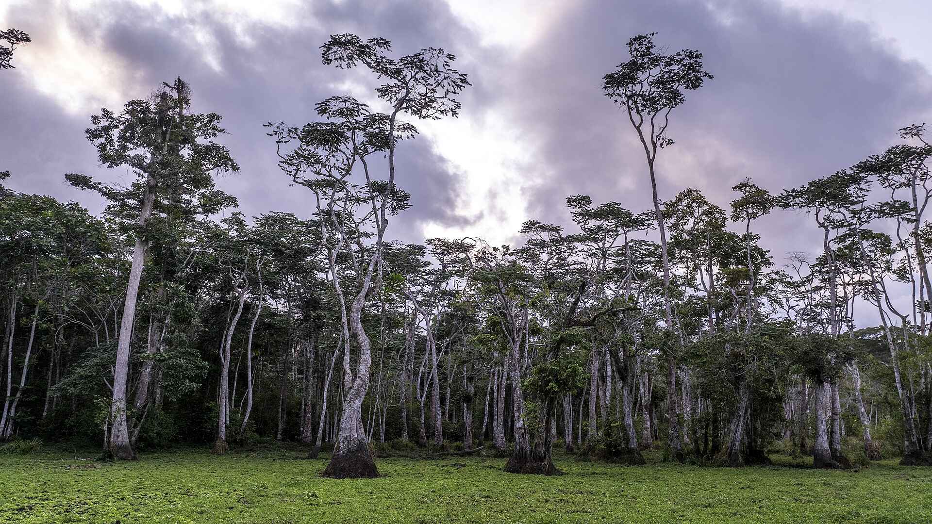 Sette Cama Eco Camp: Waldlichtung