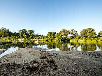 Singita Ebony Lodge: Grünes Sabi Sands Singita Ebony Lodge: Grünes Sabi Sands